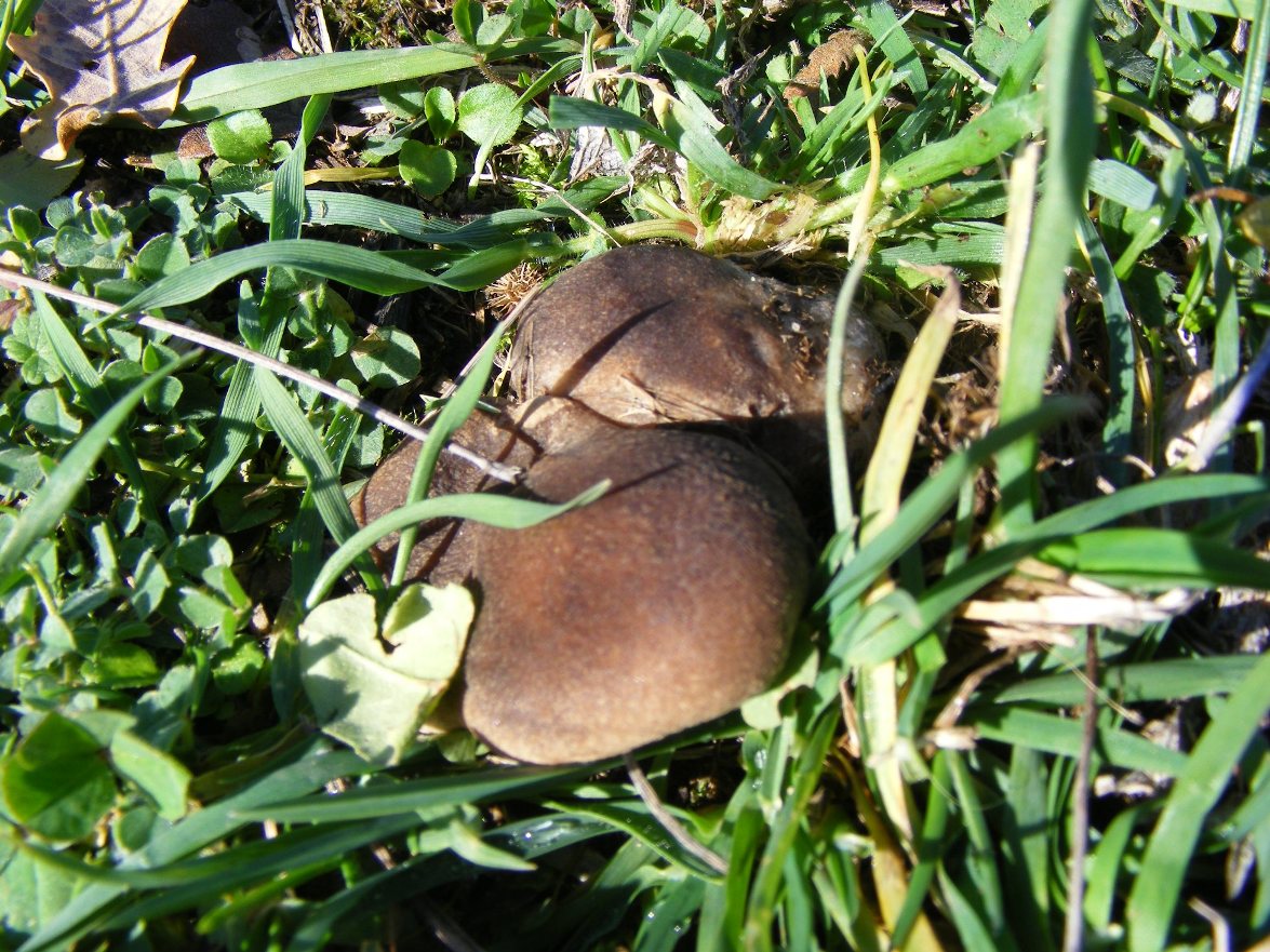 Funghi nei prati della Basilicata